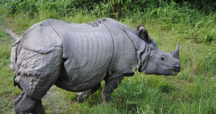 rhino chitwan national park